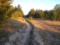 Лес на Гагановских горах (близ д. Гаганово) — Фото Алексея Канунникова. 2009.